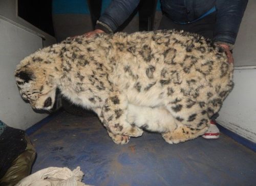 Цоохор ирвэсийн хатаасан арьс тээвэрлэж явсныг илрүүлжээ